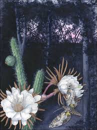 I am aware however that this is considered to be a hallucinogenic drug when consumed, so i am curious as to the legality of growing it in florida (with no intentions of. Cacti Succulents Everglades National Park U S National Park Service