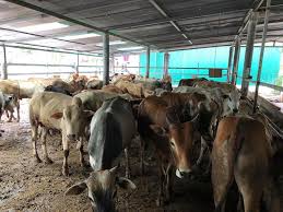 Anak lembu berkaki enam, lilli di weissenburg, switzerland kelmarin. Rb Agro Farm Lembu Untuk Dijual