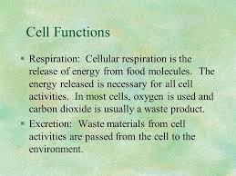 We did not find results for: Thinking Strategies For Cell Biology Ppt Download