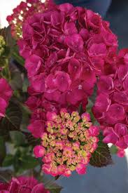 Check spelling or type a new query. Find Plants Page 14 Wholesale Nursery Supplies Plant Growers In Oregon Nursery Guide