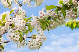 Wann waschen sie die hände? Obstbaume Bluhen Im Fruhjahr Mit Schonen Weissen Blumen Stockfoto Bild Von Blumen Fruhjahr 140894108