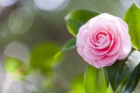 We guide you on how to grow flowers, fruits herbs and vegetables, trees and ornamental garden plants in south africa. Winter Flowering Plants