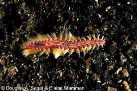 Darklined Fireworm, Chloeia fusca, SegarA8270 - Reefimages