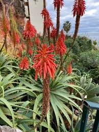 Image result for Aloe arborescens × musapana