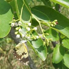 Image result for Hilsenbergia petiolaris