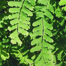 Image result for Adiantum patens