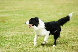 Border collie mix puppies colorado. Top Border Collie Names 75 Wonderful Names For Your Pup