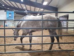 This horse is 20 hh, 2 3/4 inches tall. Beautiful Boy Horses