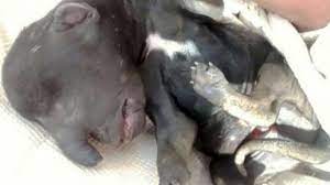 Chernobyl reactor 4 control room tour. Bild A Twitteren Mutation Im Tierreich In Argentinien Kam Ein Hund Mit Einem Elefanten Kopf Zur Welt Http T Co Matf0cawl5 Http T Co Vxgon7b3n8