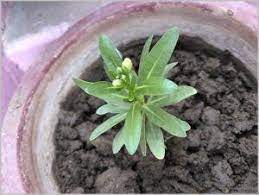 Flower Seedling Identification Winter Spring Edition Gardening For Beginners Flower Seedlings Gardening For Beginners Bulb Flowers
