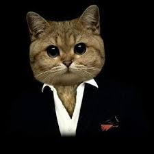 Kedi Adam Taraftar Arena Twitter