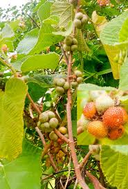 Image result for Landolphia villosa