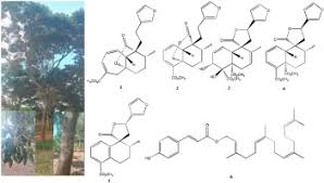 Image result for Croton pseudopulchellus