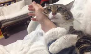 A clingy cat doesn't necessarily need long stretches of attention from its owner. Cat Won T Let Go Of Its Owner As It Hugs Their Arm Every Time They Move Daily Mail Online