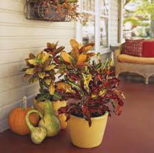 Image result for Croton