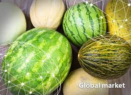 Want to grow watermelon but have a short growing season or are short on space? Overview Global Melon And Watermelon Market