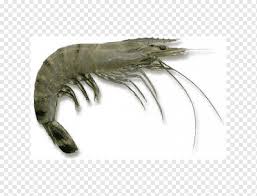 Giant Tiger Prawn Animal Invertebrate Fish Fish Crustacean Food Animals Png Pngwing This fish curry is one of my favourite dishes prawn pepper fry or the chettinad eral varuval is another of the seafood recipes from the cuisine of chettinad.