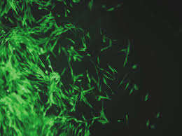 For animal cell culture the cells are taken from the organ of an experimental animal. Accredited Cell Culture Model Avoids Animal Experiments Fraunhofer Igb