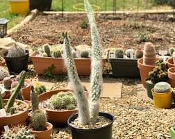 Opuntia erinacea ursine has been referred to as the old man opuntia or snow ponytail cactus is a very unusual cactus. Snow Opuntia Etsy