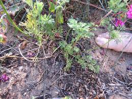 Image result for Daucus incognitus