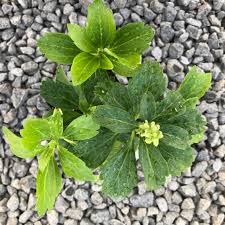 Pachysandra terminalis is a perennial woody evergreen member of the pachysandra genus in the family buxaceae. Pachysandra Terminalis Japanese Spurge 3 5 Pot Little Prince To Go