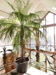 Pflegeleichte palmen fur wohnzimmer wintergarten und garten. 7 Palma Terasse Ideen Pflanzen Palmen Balkon Pflanzen