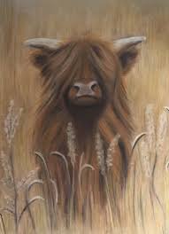 Schotse Hooglander Getekend Met Pastelpotloden Www Riekavandijk Nl Dieren Tekenen Dier Schetsen Landschap Tekeningen