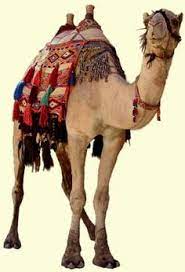 1.2 how much water can a camel store in its hump? 87 Elaborate Saddles Ideas Saddles Saddle Horses