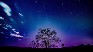 Lavender flower blooming fields in endless rows at sunset. Purple Sunset Hd Wallpapers Free Download Wallpaperbetter