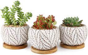 These are all my march 2019 haul of cactus, succulents and pots from different stores. Amazon Com T4u 4 Inch Cement Succulent Plant Pot With Tray Small Concrete Cactus Flower Planter Set Of 3 Leaf Pattern Indoor Succulent Bowl For Home Office Garden Outdoor