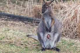 Wallaby young are born tiny, helpless, and undeveloped. Is That Wallaby Sprouting A Second Head At The Smithsonian Smithsonian Magazine