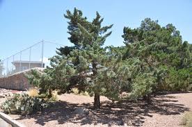 Image result for Cupressus arizonica