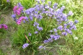 Image result for Babiana