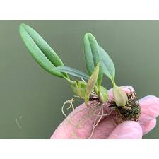 Image result for Bulbophyllum saltatorium