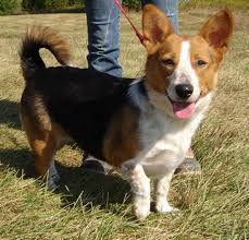 Is it another breed mix that looks incorgnito? Sheltie A Doggie Bloggie
