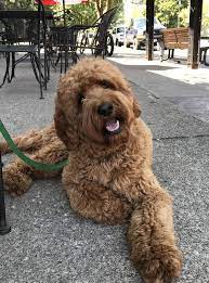 Shedless In Seattle Labradoodles Australian And American Labradoodle Breeder Sammamish Wa Labradoodle Breeders Labradoodle Australian Labradoodle