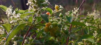 Image result for Hoslundia opposita