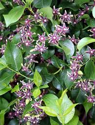 Image result for Periploca