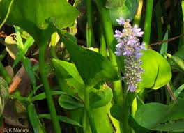 Image result for Nesaea cordata