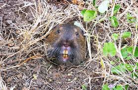 The best critter for killing a gopher is a house cat if you can get them to do it. How To Get Rid Of Moles Control Prevention Guide