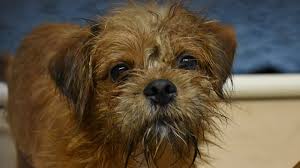 Maybe you would like to learn more about one of these? Lollypop Farm Humane Society Of Greater Rochester
