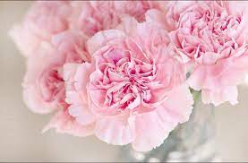 Pink Carnation In 2020 Pink Carnations Flowers For Sale Carnation Flower