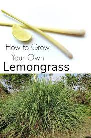Lemongrass How To Grow It And What To Do With It Growing Herbs In Pots Grow Lemongrass Lemongrass Recipes