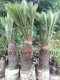Berdasarkan jenisnya, tanaman hias terbagi menjadi 5 bagian, yakni tanaman hias bunga, tanaman hias daun, tanaman hias buah, tanaman hias akar, dan tanaman hias batang. Jual Tanaman Sikas Harga Pohon Sikas Murah Tukang Taman Profesional Toko Tanaman Hias Pelindung Bunga Herbal Bonsai