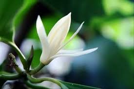Maybe you would like to learn more about one of these? Bunga Cempaka Putih Ampuh Obati Batuk Dan Demam Suara Desa