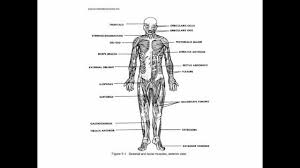 Marieb Anatomy And Physiology Test Questions Anatomy Drawing Diagram