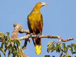 Image result for Ozoroa viridis