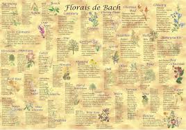 Florais De Bach Poster Graca Floral Fialho Florais De Bach Flores Homeopatia