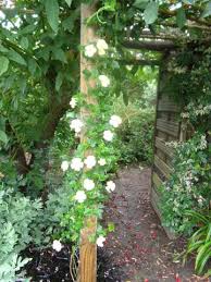 Image result for Thunbergia dregeana