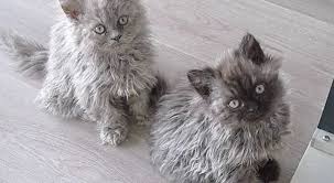 5 Things You Didn T Know About The Selkirk Rex Rex Cat Cat Breeds Selkirk Rex